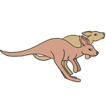 Scary Kangaroos