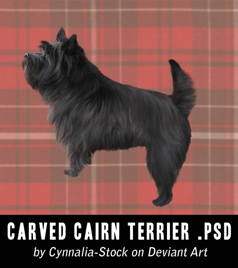 Cairn Terrier