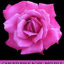 Pink Carved Rose