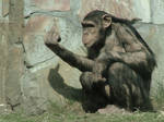 chimp giving the finger by Fuxx