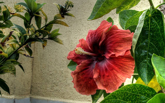 Red Flower HDR