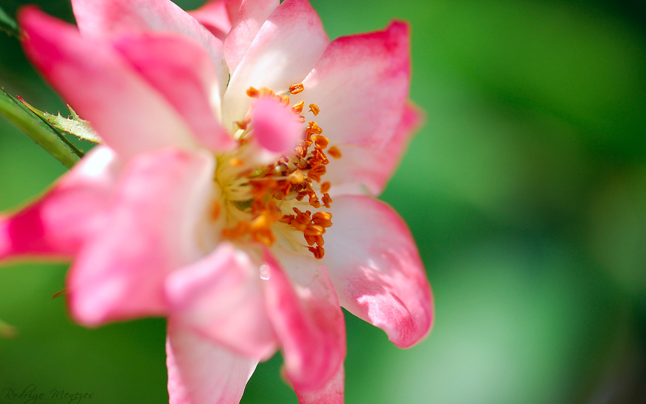 Flower on Green WP