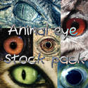 Animal eyes stock pack