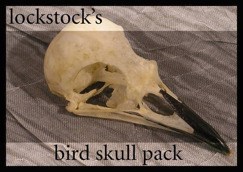 Bird Skull pack