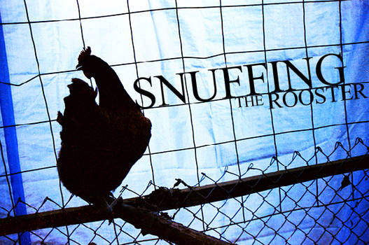 Snuffing The Rooster