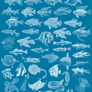 PS7 - 42 Fish Brushes