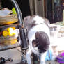 Brave ..attacking the drips