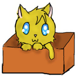 Kitten in a box