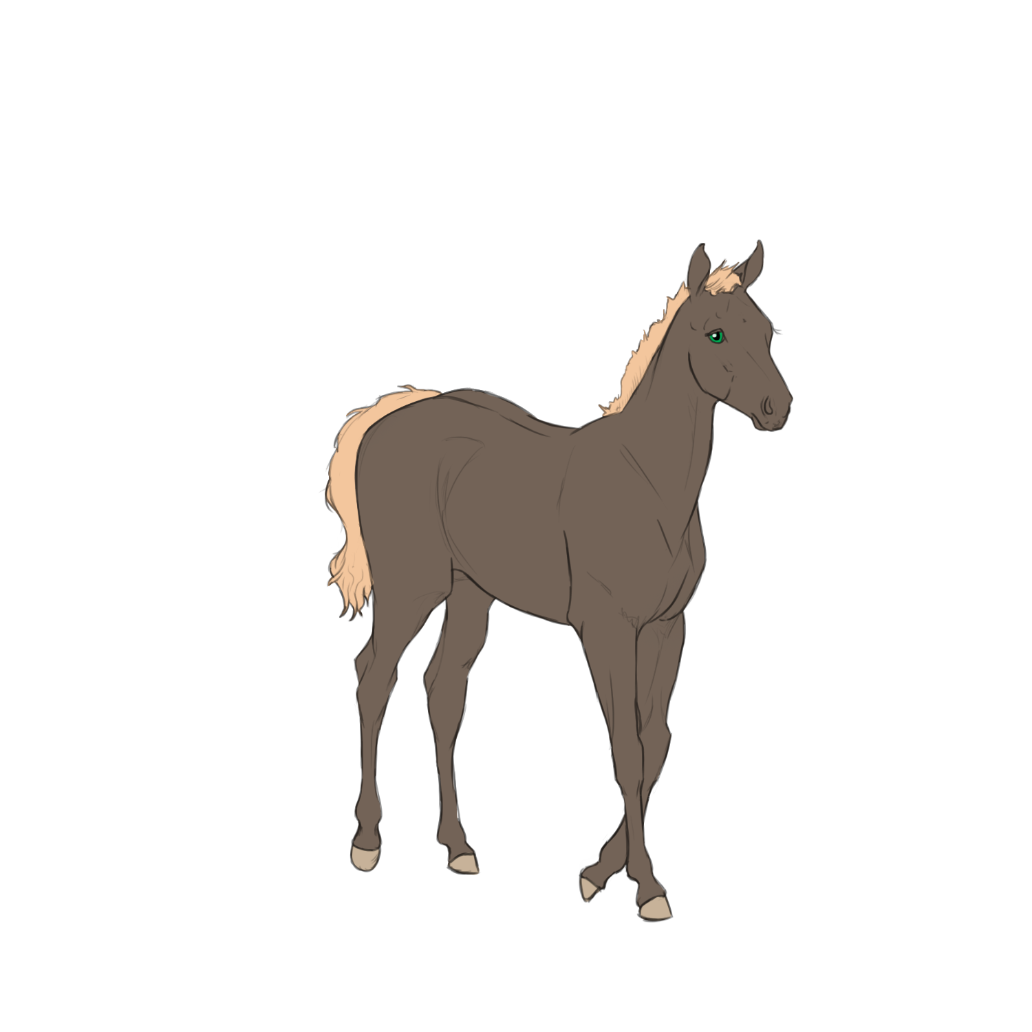 Lakita Foal Lines