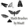 Moth Brushes