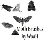 Moth Brushes by WingsOfAHero