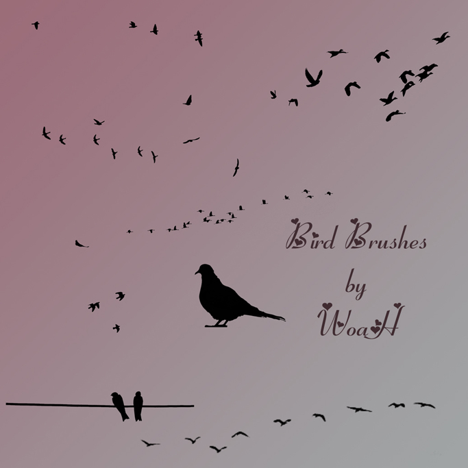 Bird Brushes