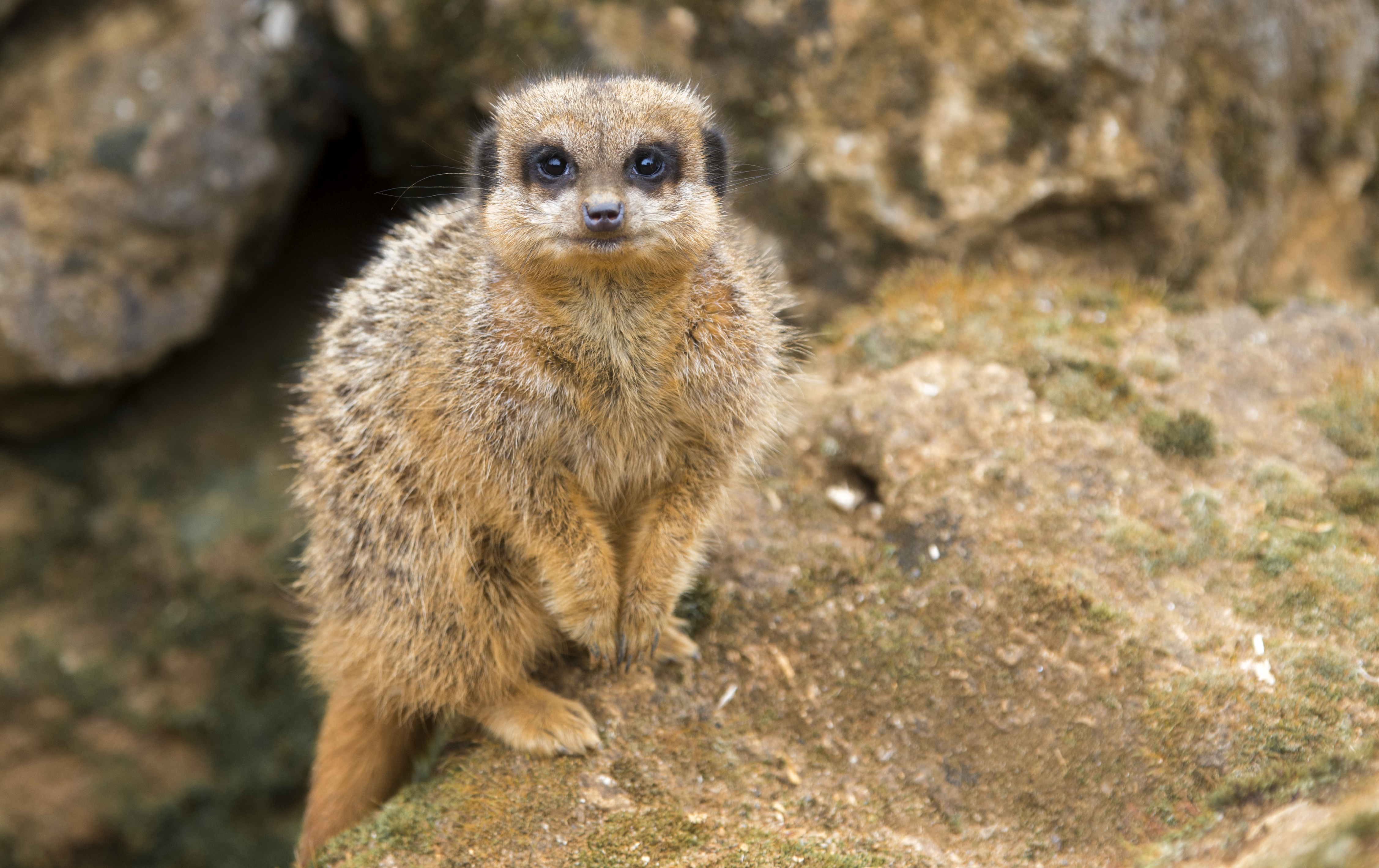 Meerkat 3