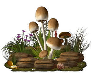 Mushrooms