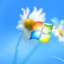 Windows 7 Wallpaper on Windows 8.0 Flowers