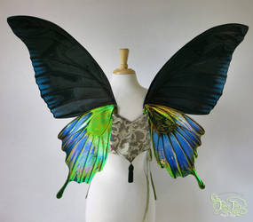 Pipevine Butterfly Wings Commission, Back