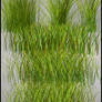 Grass 004