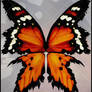 Monarch Wings 002