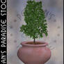 Potted Plants 007