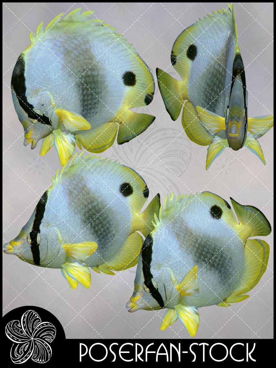 Butterfly Fish