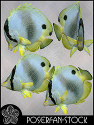 Butterfly Fish by poserfan-stock