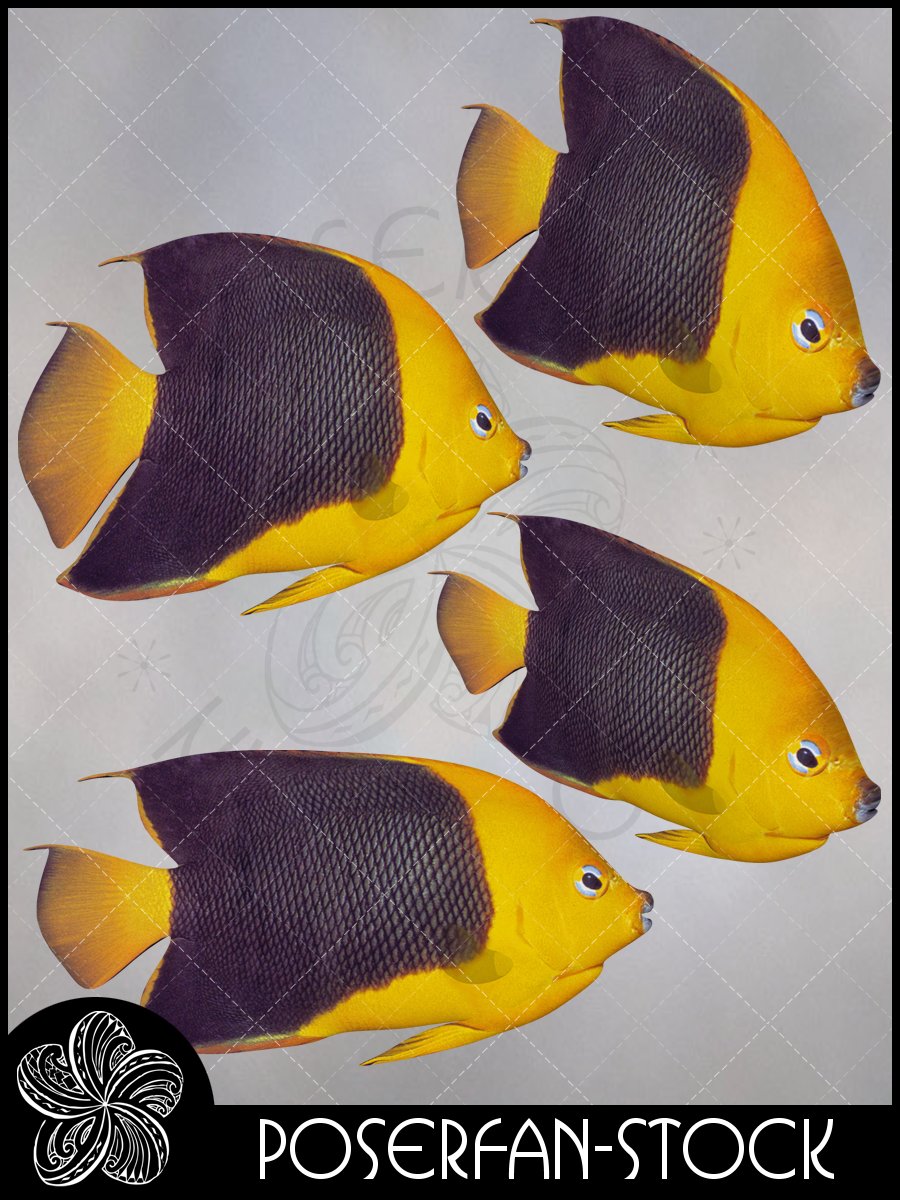 Angelfish 004
