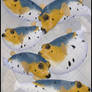 Dogface Pufferfish