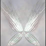 Fae Wings 001 Iridescent
