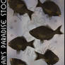 Animals 071 Pacific SeaPerch Black