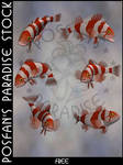 Animals 092 Pacific Rockfish