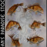 Animals 093 Pacific Rockfish