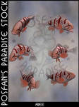 Animals 095 Pacific Rockfish