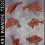 Animals 097 Pacific Rockfish