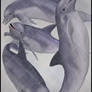 Dolphins 002