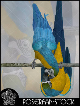 Macaw 008