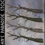 Dead Trees 006