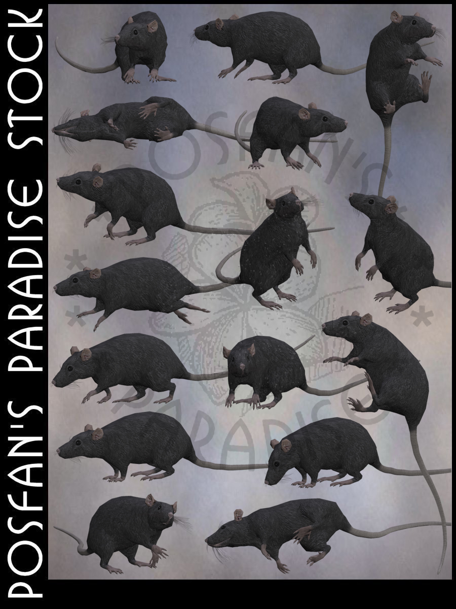 Rats 003 Black