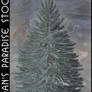 Blue Spruce