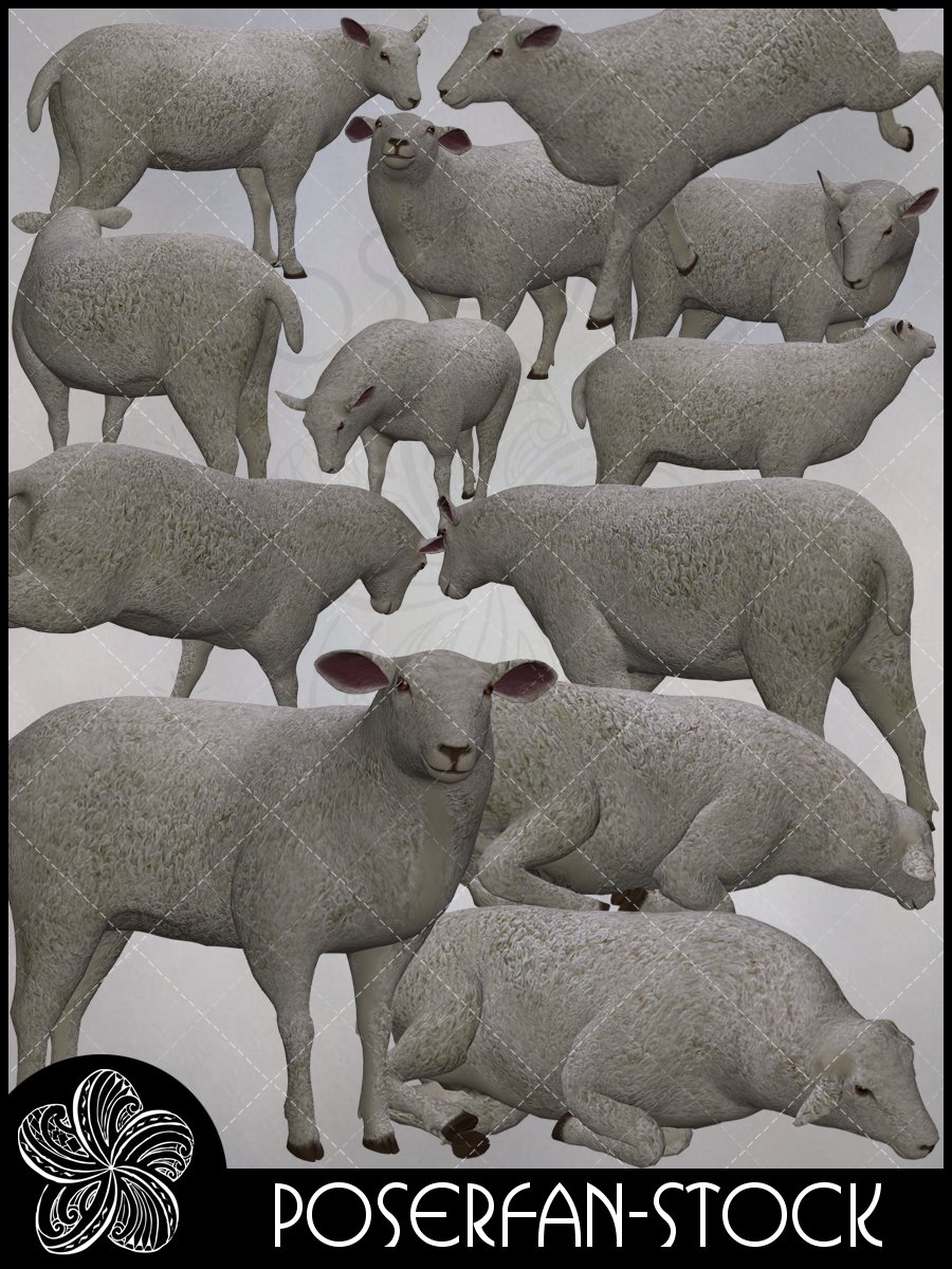 Sheep 001