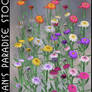 Daisy Garden