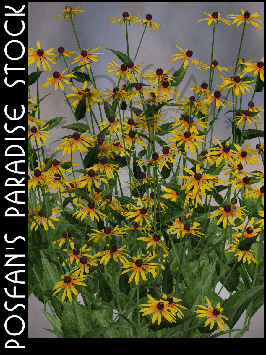 Black-Eyed Susan Garden