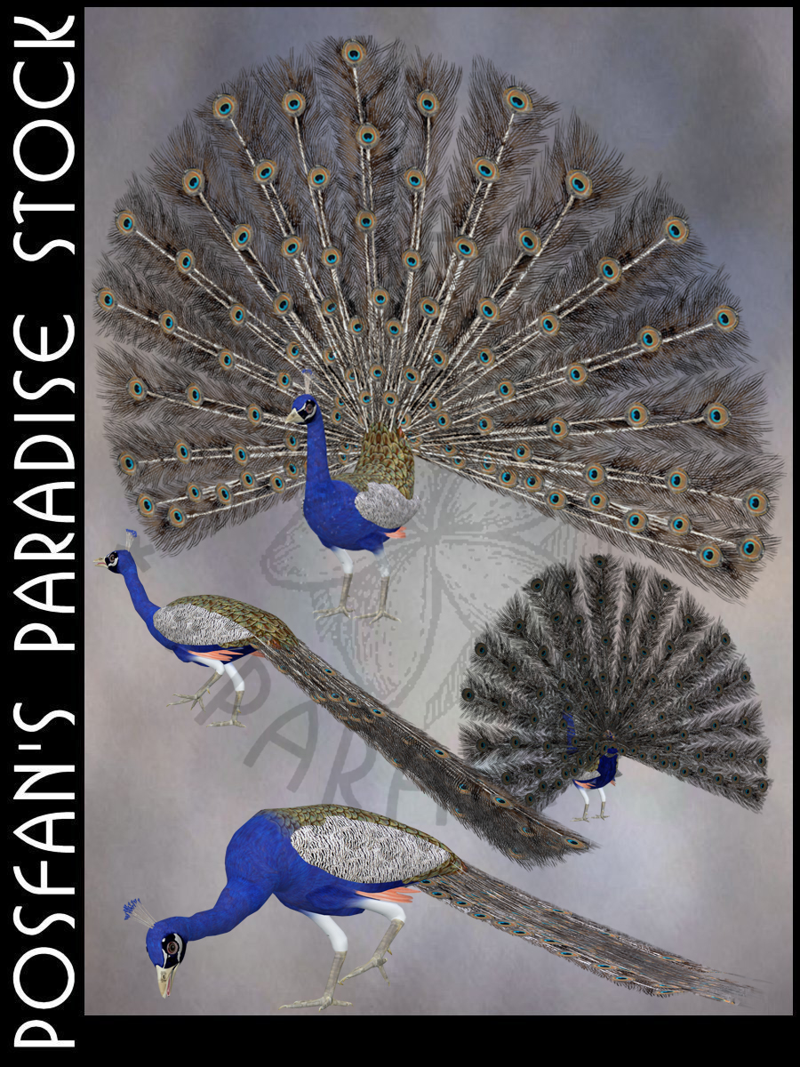 Peacock