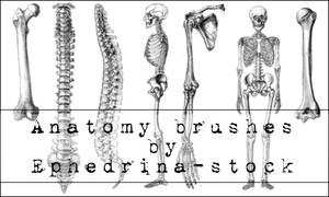 Anatomy brushes