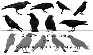Crow brushes