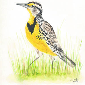 1. Eastern Meadowlark