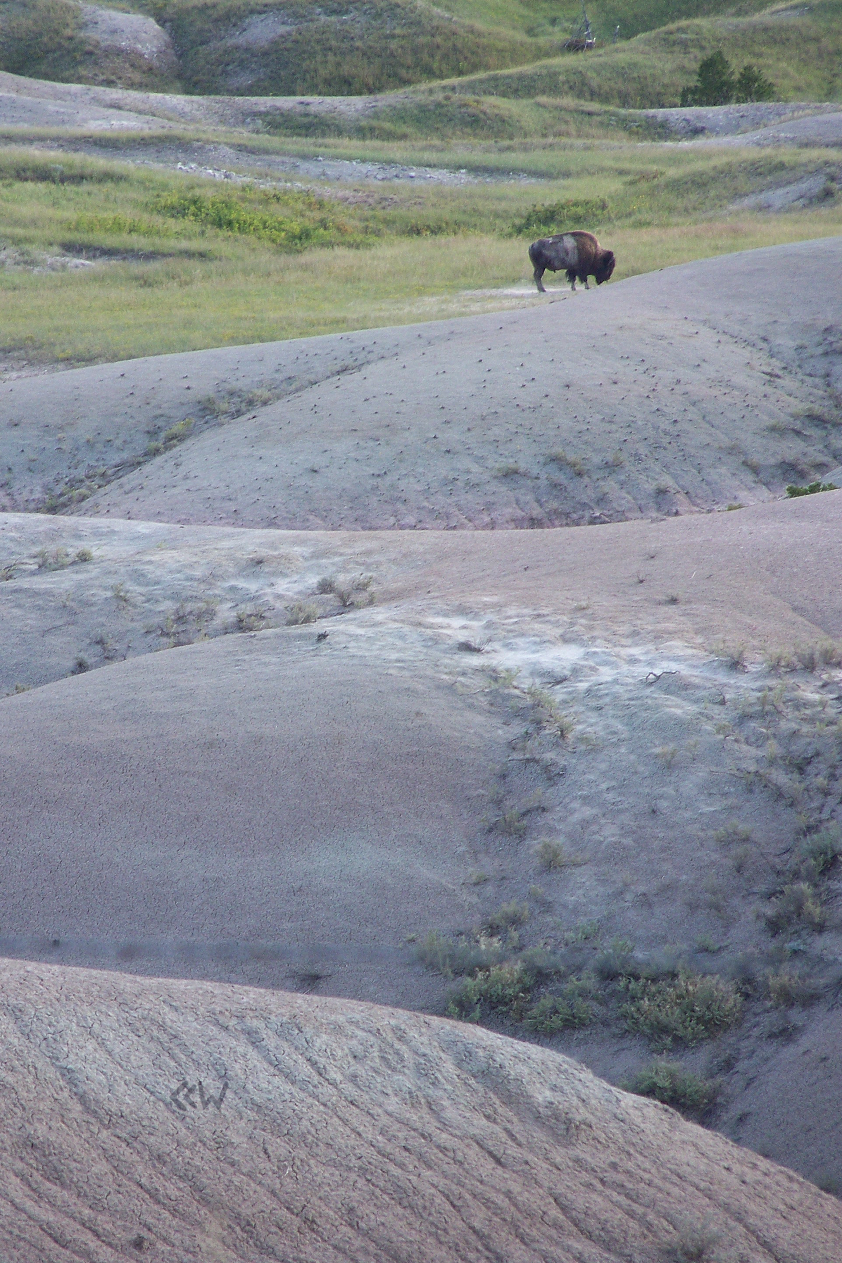 Buffalo at BadlandsNationalPark SD 08/24/2013 5:36