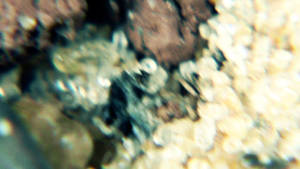 Ant Hormigas
