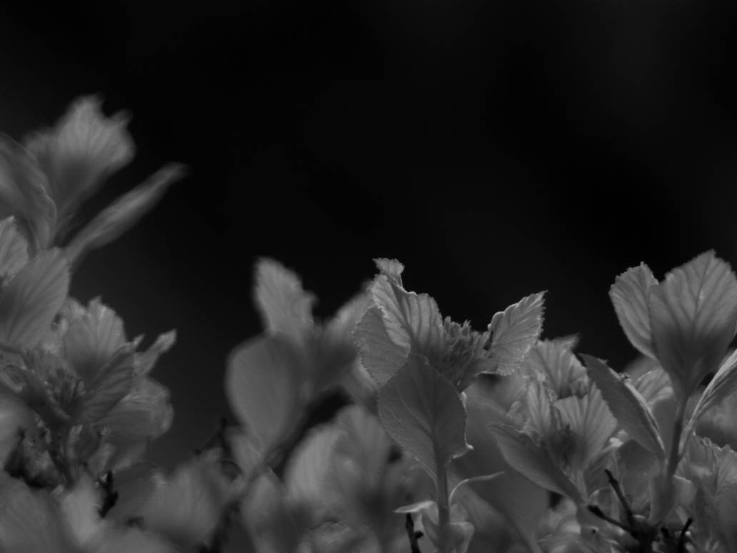 Dark Leaves by TimeLordOmega on DeviantArt