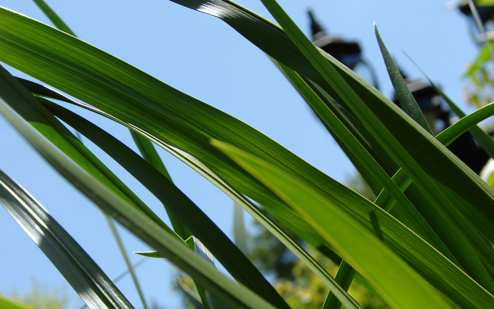 Pond Grass 2 Wallpaper Pack by mikee99 on DeviantArt