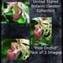 NBG: Pink Orchid